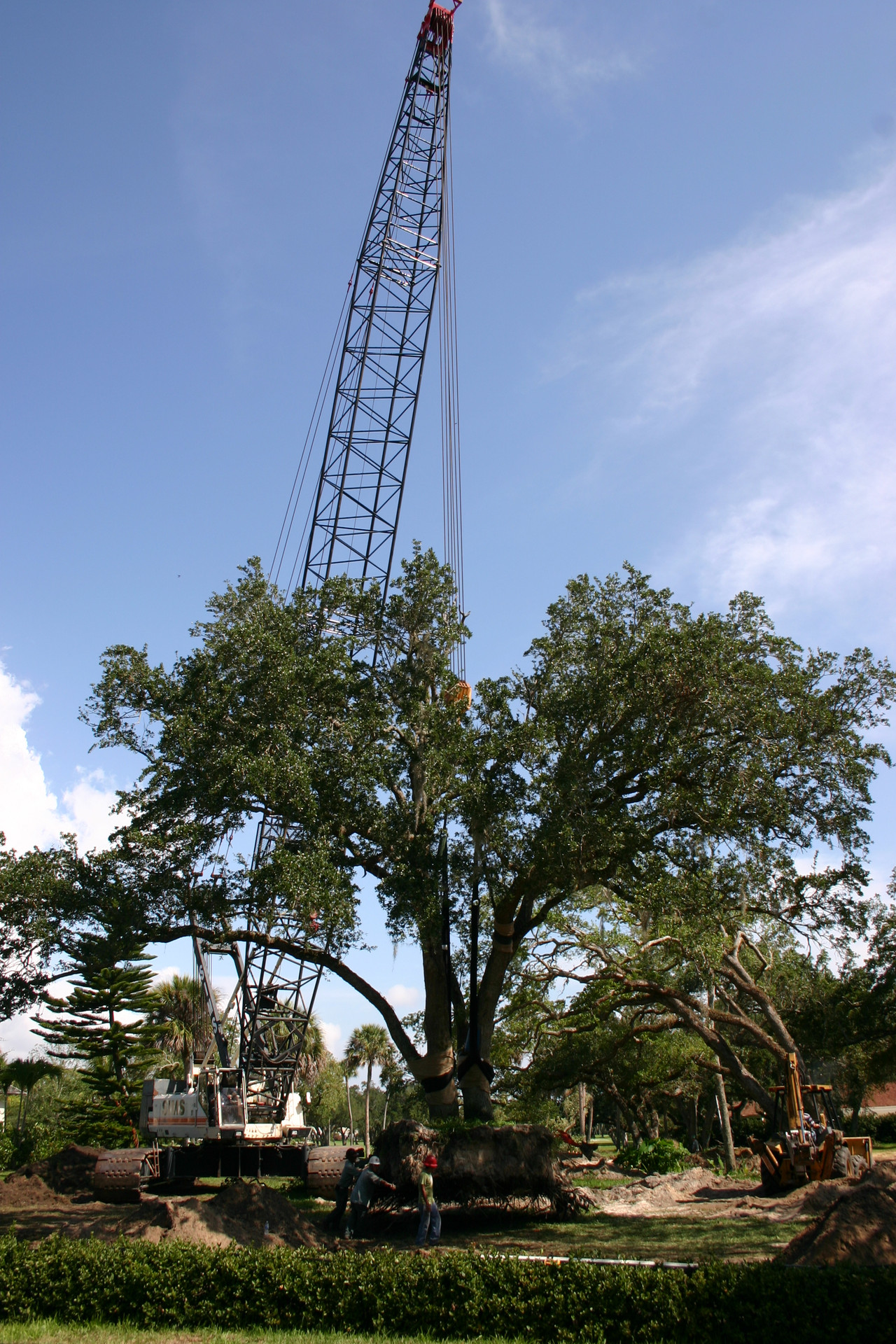 Sabal Palm Lane — interior detail