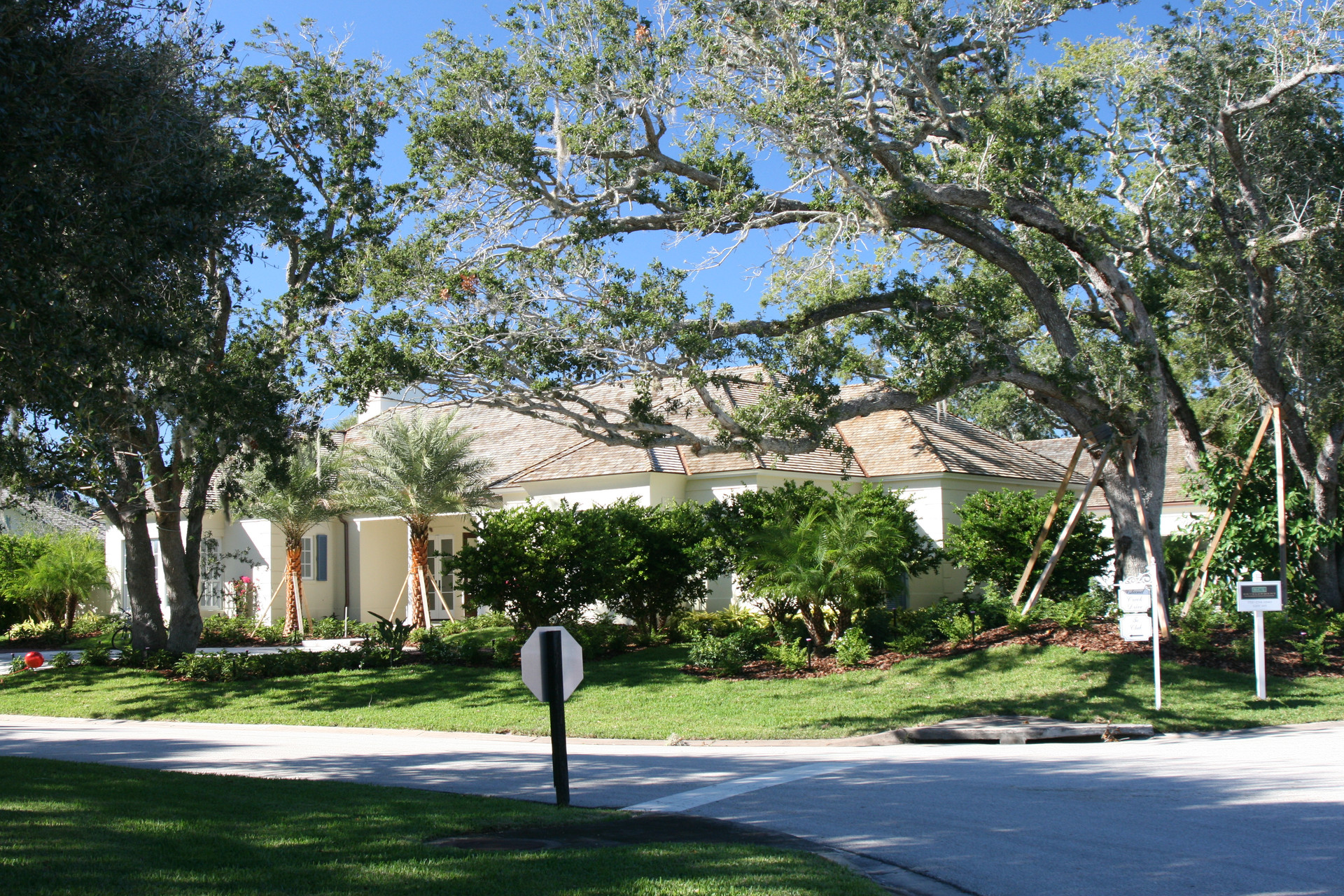 Sabal Palm Lane — the green oaks were moved by a crane